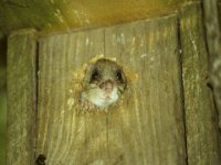 0007 (Siebenschläfer)